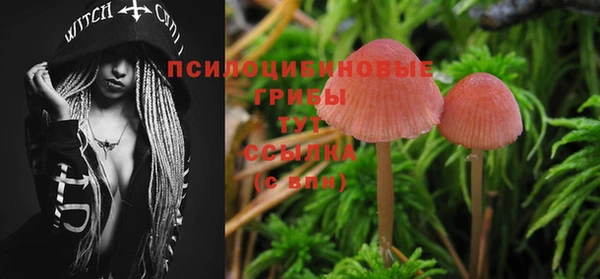 PSILOCYBIN Белокуриха